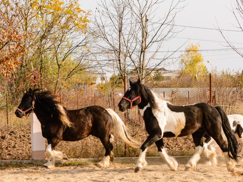 Riding lessons for children and adults in Izvorani