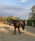 Riding lessons for children and adults in Izvorani