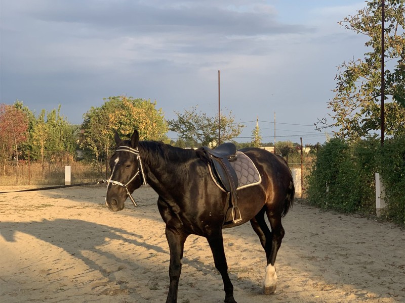 Riding lessons for children and adults in Izvorani