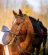 Riding lessons for children and adults in Izvorani