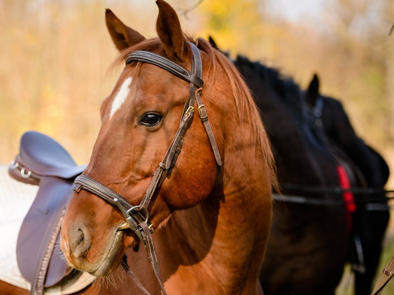Riding lessons for children and adults in Izvorani