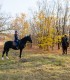 Riding lessons for children and adults in Izvorani