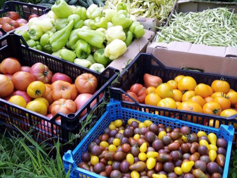 Atelier de gradinarit si gastronomie locala – Experienta la Tara