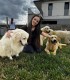 60 de minute de joaca, alaturi de catei din rasa Golden Retriever, langa Bucuresti