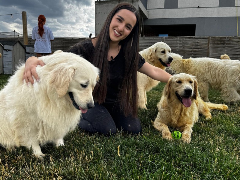 60 de minute de joaca, alaturi de catei din rasa Golden Retriever, langa Bucuresti