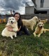 60 de minute de joaca, alaturi de catei din rasa Golden Retriever, langa Bucuresti