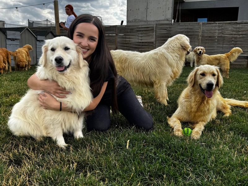 60 de minute de joaca, alaturi de catei din rasa Golden Retriever, langa Bucuresti