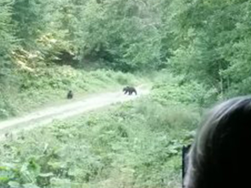 Exploreaza natura salbatica: drumetii spectaculoase si observare de ursi in Brasov