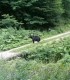 Explore the wilderness: spectacular hikes and bear watching near Brasov