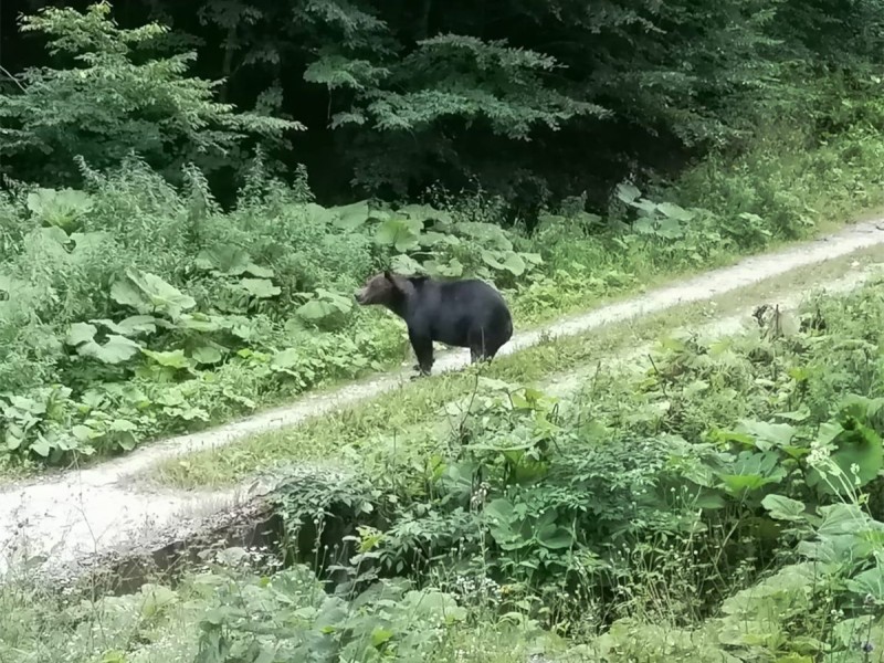Exploreaza natura salbatica: drumetii spectaculoase si observare de ursi in Brasov