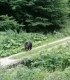 Explore the wilderness: spectacular hikes and bear watching near Brasov