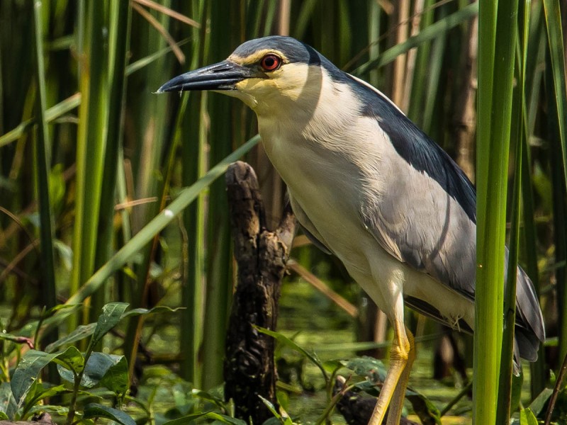 Discover the beauty of the Danube Delta with your family