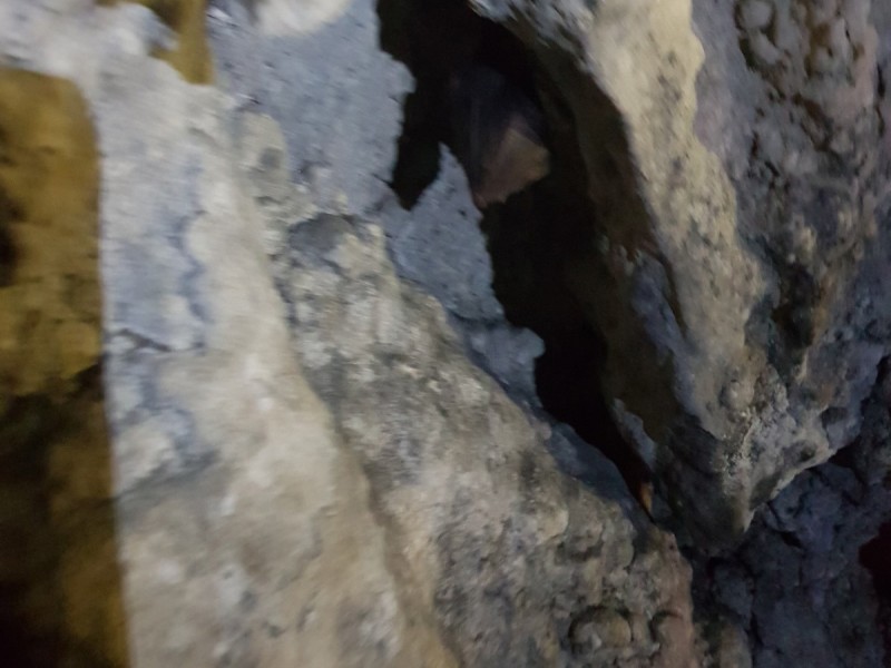 Pe urmele Reginei Maria la Bran, Drumetii, cazare si 3 mese, de vineri pana duminica