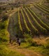 Embark on a journey through the world of wine and discover how each glass is created, in Prahova