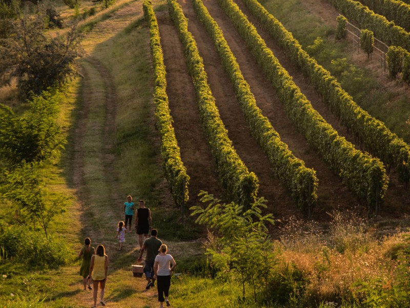 Embark on a journey through the world of wine and discover how each glass is created, in Prahova