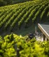 Embark on a journey through the world of wine and discover how each glass is created, in Prahova