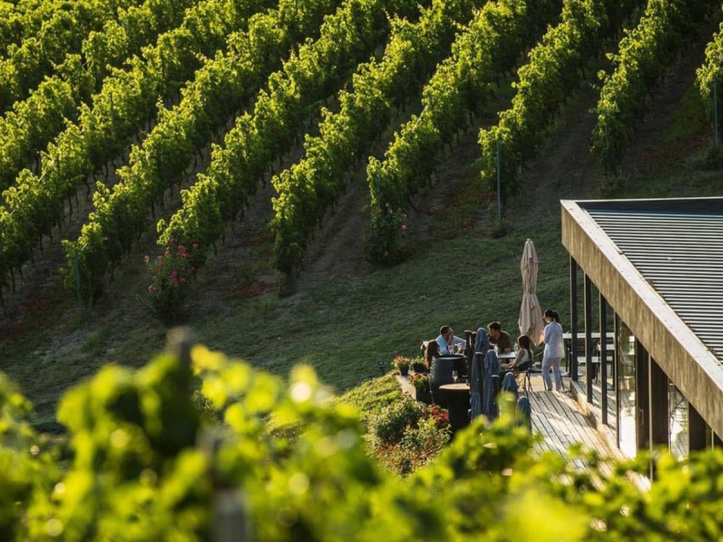 Embark on a journey through the world of wine and discover how each glass is created, in Prahova