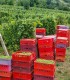 Rasfata-ti simturile - cazare 2 nopti cu degustare de vinuri la crama in Prahova