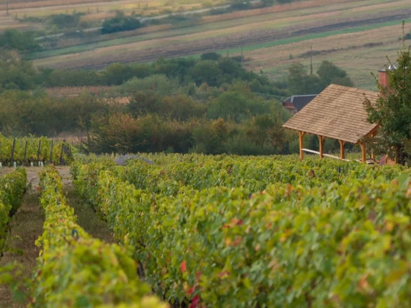 Degustare de vin si tur de crama in Mehedinti: Arome care te cuceresc