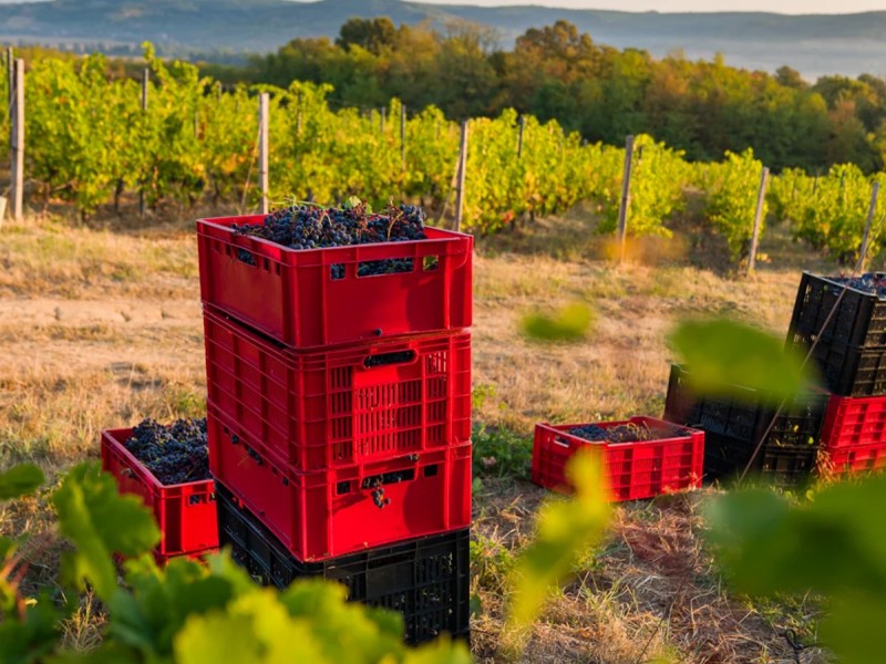 Wine tasting and cellar tour in Mehedinti: Aromas that captivate you