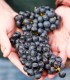Degustare de vin si tur de crama in Mehedinti: Arome care te cuceresc