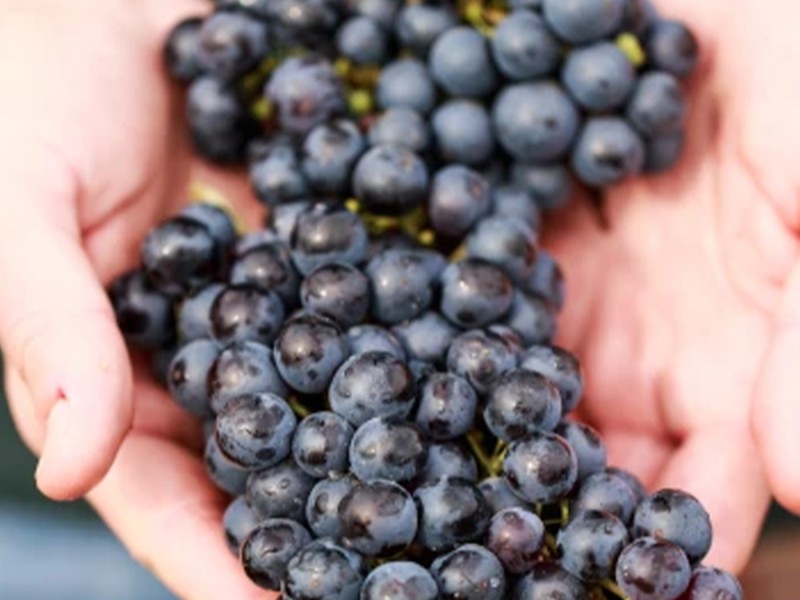 Wine tasting and cellar tour in Mehedinti: Aromas that captivate you
