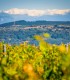 Wine tasting and cellar tour in Mehedinti: Aromas that captivate you