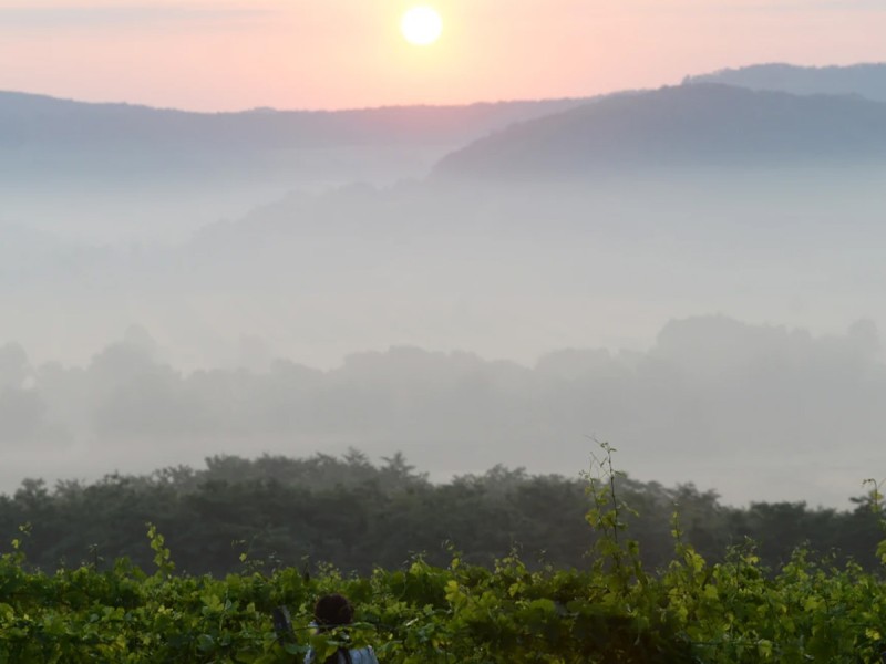 Degustare de vin si tur de crama in Mehedinti: Arome care te cuceresc