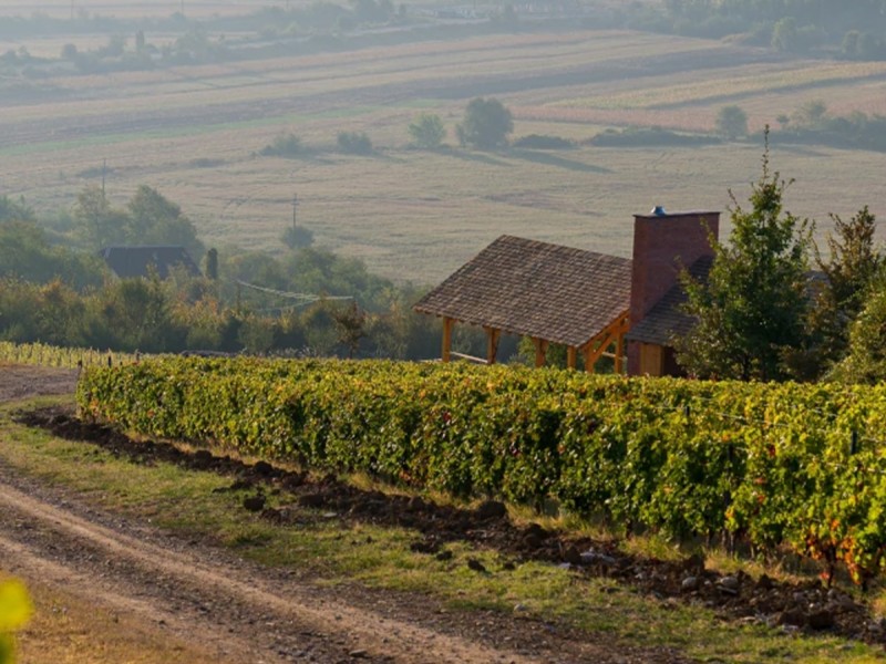 Degustare de vin si tur de crama in Mehedinti: Arome care te cuceresc