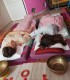 Luxury sound massage for couples - Gongs and vibrations, in Bucharest