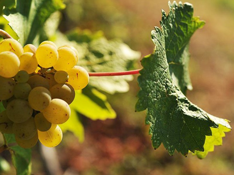 Degustare de vin pentru grupuri in Prahova - Vin, Voie Buna si Prieteni