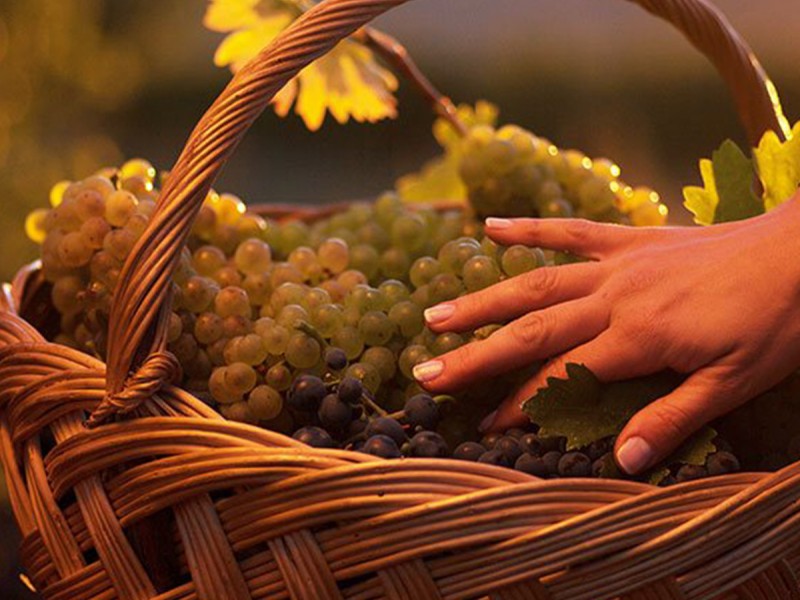Degustare de vin pentru grupuri in Prahova - Vin, Voie Buna si Prieteni