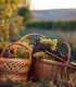 Degustare de vin pentru grupuri in Prahova - Vin, Voie Buna si Prieteni