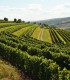 Degustare de vin pentru grupuri in Prahova - Vin, Voie Buna si Prieteni