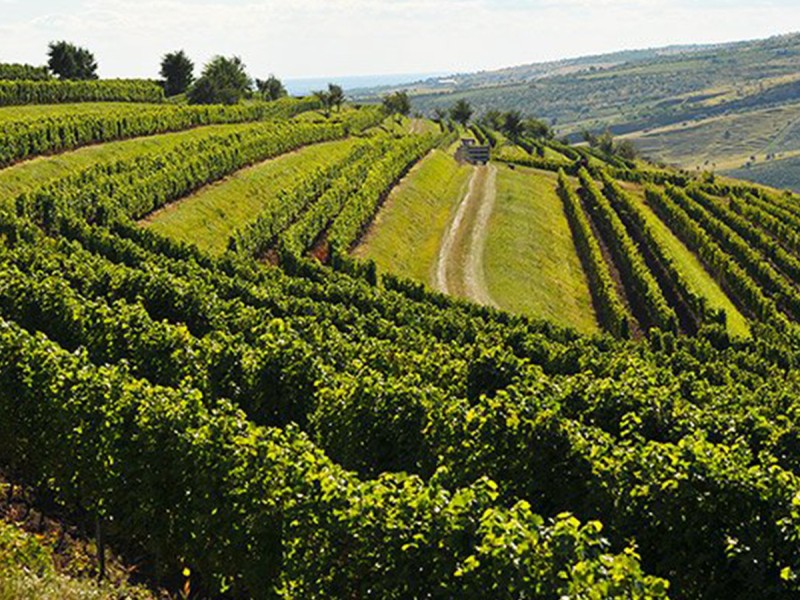 Vinul in doi - Degustare de vin pentru cupluri, in Prahova