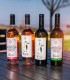 Wine Tasting for Groups at Valens Winery, in Valcea - Wine, Friends and Fun