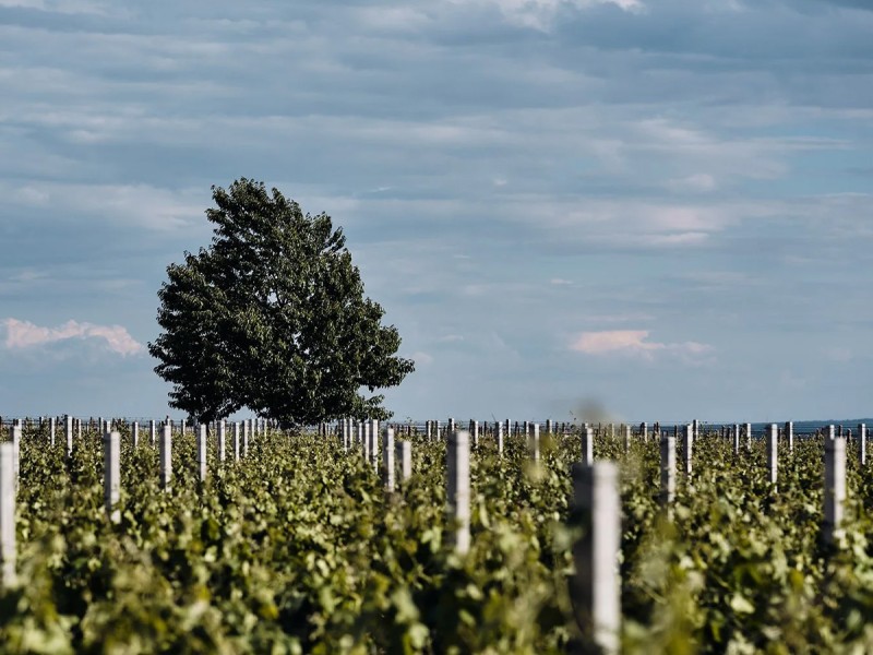 Wine, Relaxation, and Comfort - Wine tasting and accommodation for two at a 4-star hotel in Sarbi, Vrancea