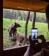 Bear watching in Tinutul Vulcanilor