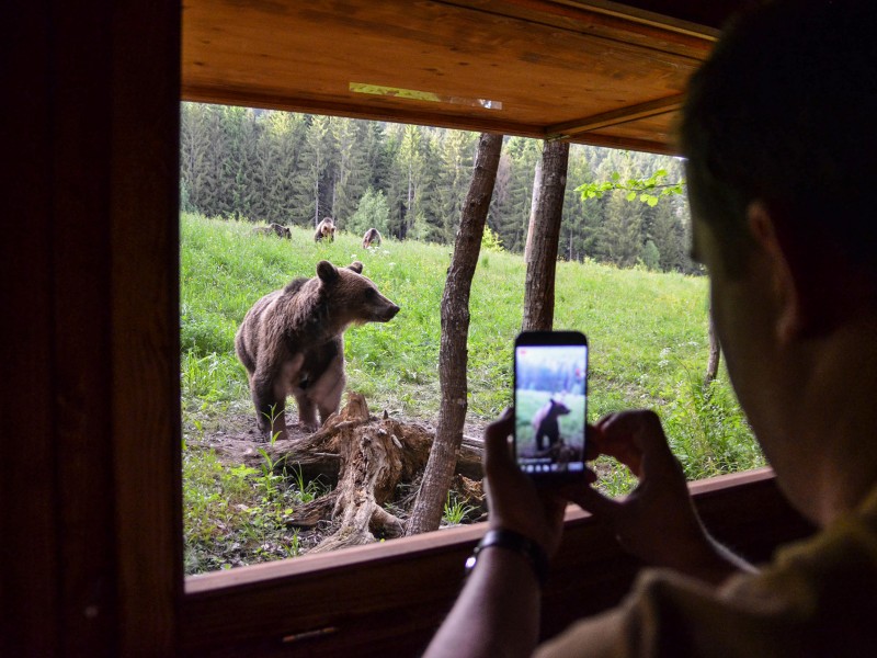 Bear watching in Tinutul Vulcanilor