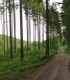 Bear watching in Tinutul Vulcanilor