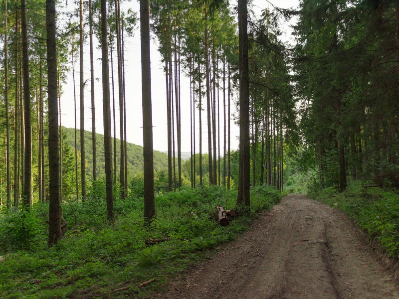 Bear watching in Tinutul Vulcanilor